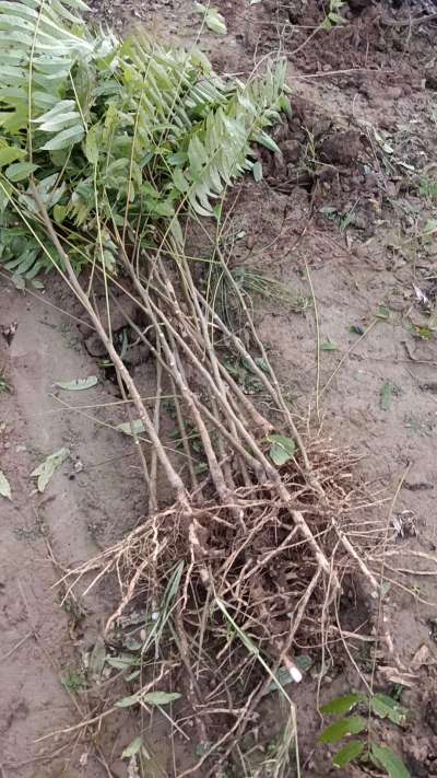 出售臭椿苗，巨峰葡萄苗。药用连翘苗，科研五号优质种苗，2/5年苗，药用连翘树，挂果树，全国包邮到家！财富密码18534302961