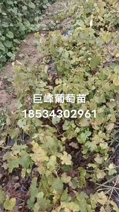 出售早熟巨峰葡萄苗。药用连翘苗，科研五号优质种苗，2/5年苗，药用连翘树，挂果树，全国包邮到家！财富密码18534302961