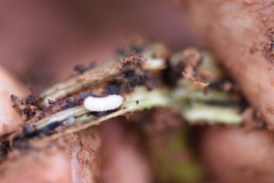 冬季甘薯采收后的田间管理&mdash;&mdash;清洁田园与土壤消毒