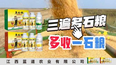 冬季种植，油菜，小麦，草莓等作物的，出现了除草剂药害，黄叶，僵苗，苗不长等问题，马上用多石粮，确保5天见到效果。