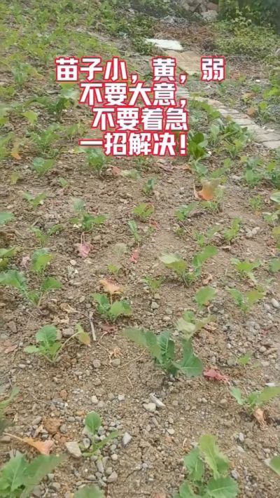 油菜苗子弱苗子小，就用多石粮，5天见效果。