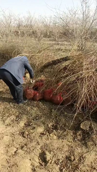 出售药用连翘苗，科研五号优质种苗，2/5年苗，药用连翘树，挂果树，全国包邮到家！财富密码18534302961出售药用连翘苗，科研五号优质种苗，2/5年苗，药用连翘树，挂果树，全国包邮到家！财富密码1