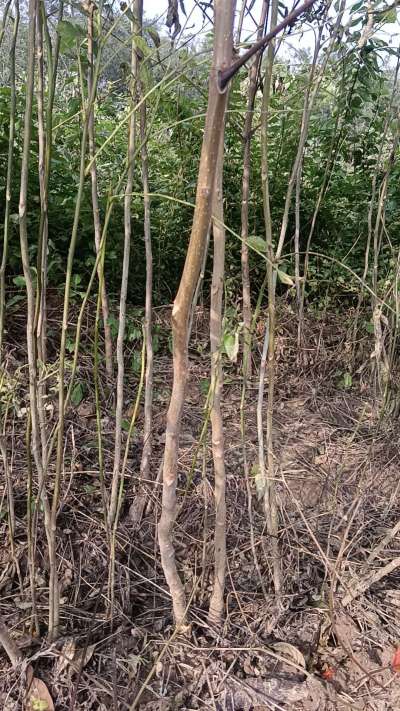 出售臭椿苗，巨峰葡萄苗。药用连翘苗，科研五号优质种苗，2/5年苗，药用连翘树，挂果树，全国包邮到家！财富密码18534302961