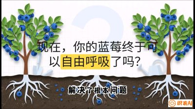 第3节：别把树&ldquo;憋死&rdquo;&mdash;&mdash;正确的定植与换盆手法,   课程：《蓝莓&ldquo;高产&rdquo;实战课：从选苗到丰收的10个关键点》