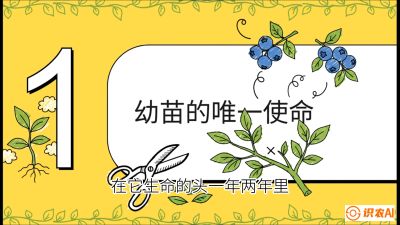 第6节：修剪决定产量（上）&mdash;&mdash;幼苗期与生长期修剪， 课程：《蓝莓&ldquo;高产&rdquo;实战课：从选苗到丰收的10个关键点》