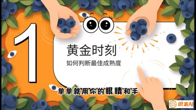 第10节：完美的&ldquo;果粉&rdquo;&mdash;&mdash;采摘时机与保鲜， 课程：《蓝莓&ldquo;高产&rdquo;实战课：从选苗到丰收的10个关键点》