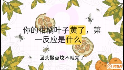 第一节：保命生死线&mdash;&mdash;黄龙病与木虱，课程：《柑橘十大病虫害：从入门到精通》