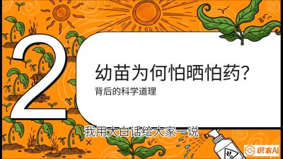 第02节：幼树管理&mdash;&mdash;&ldquo;防晒又防草，树势起得早&rdquo;，课程：《槟榔种植：从不懂到精通的10堂必修课》