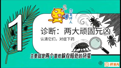 第06节：顽固虫害防治&mdash;&mdash;&ldquo;钻心虫与红蜘蛛，打准时间才服输&rdquo;《槟榔种植：从不懂到精通的10堂必修课》