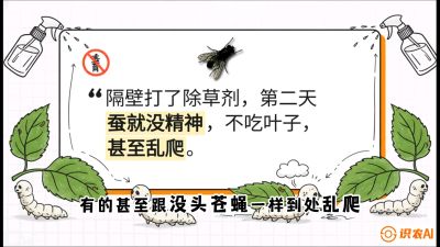 第05节：养蚕人的&ldquo;排雷战&rdquo;&mdash;&mdash;除草剂的生死禁忌，课程：《桑海淘金：桑树高产与蚕桑安全进阶实战课》