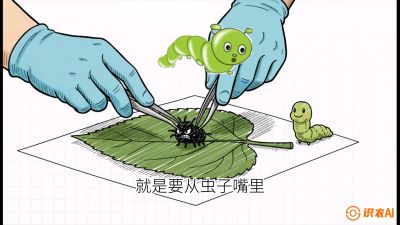 第07节：虫口夺叶（下）&mdash;&mdash;不得不打药时的&ldquo;解毒术&rdquo;，课程：《桑海淘金：桑树高产与蚕桑安全进阶实战课》