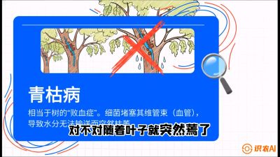 第08节：看不见的杀手&mdash;&mdash;青枯病与萎缩病，课程：《桑海淘金：桑树高产与蚕桑安全进阶实战课》