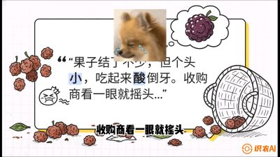 第10节：甜蜜的科学&mdash;&mdash;膨大、增甜与转色，课程：《桑海淘金：桑树高产与蚕桑安全进阶实战课》