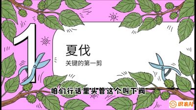 第11节：叶果双收&mdash;&mdash;特殊的夏伐与冬伐，课程：《桑海淘金：桑树高产与蚕桑安全进阶实战课》