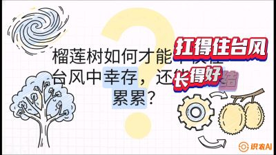 第四节：中国榴莲突围战：为生存重塑权型，抗台风矮化栽培与力学牵引，课程：《国产榴莲突围战：从泰国经验到中国实操的8堂必修课（高阶实战版）》
