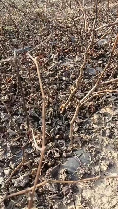 户太八号葡萄苗，一年扦插苗，需要联系，全国包邮到家。18534302961