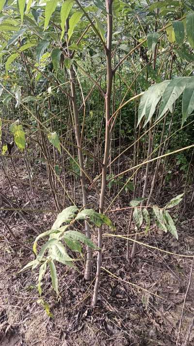 臭椿树苗，一年苗，需要联系我