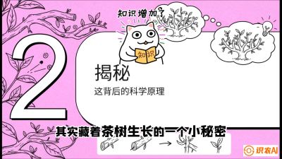 第04节（修剪篇）：树势复活术：从&ldquo;越剪越弱&rdquo;到&ldquo;枝繁叶茂&rdquo;的能量管理与夏秋茶逆袭，课程：《茶金时代：从&ldquo;看天吃饭&rdquo;到&ldquo;精准控局&rdquo;的茶叶高产提质实战课》