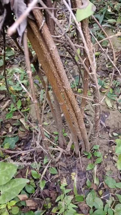 出售药用连翘苗，科研五号优质种苗，2/5年苗，药用连翘树，挂果树，全国包邮到家！财富密码18534302961出售药用连翘苗，科研五号优质种苗，2/5年苗，药用连翘树，挂果树，全国包邮到家！财富密码1