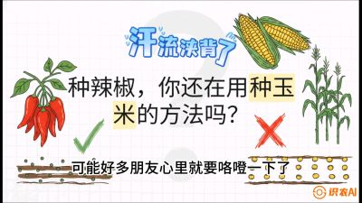 第1节：【品种定江山】工业辣椒vs小米辣：底肥公式与密度陷阱的&ldquo;百万生意经&rdquo;，课程：《辣椒种植实战特训营，从工业辣椒到精品小米辣，教你如何把&ldquo;草&rdquo;种成&ldquo;金&rdquo;》