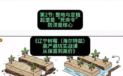 第二节： 整地与定植&mdash;&mdash;起垄是&ldquo;死命令&rdquo;，防涝是核心，课程：《辽宁树莓（海尔特兹）高产避坑实战课：从保苗到高价》