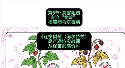 第五节： 病害阻击&mdash;&mdash;专治&ldquo;绝症&rdquo;根腐病与灰霉病，课程：《辽宁树莓（海尔特兹）高产避坑实战课：从保苗到高价》