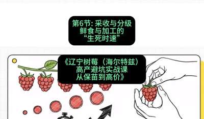第六节： 采收与分级&mdash;&mdash;鲜食与加工的&ldquo;生死时速&rdquo;，课程：《辽宁树莓（海尔特兹）高产避坑实战课：从保苗到高价》