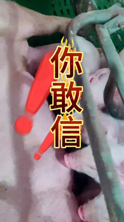 小猪抢不到奶，干瘦不长肉？成活率总上不去？😭
自从用上南商农科这款仔猪补奶机，再也没这烦恼！
✅ 一键设置下料参数，新手也能上手
✅ 恒温补奶，小猪抢着喝，长势超均匀
从车间精工组装到猪场落地使用，每