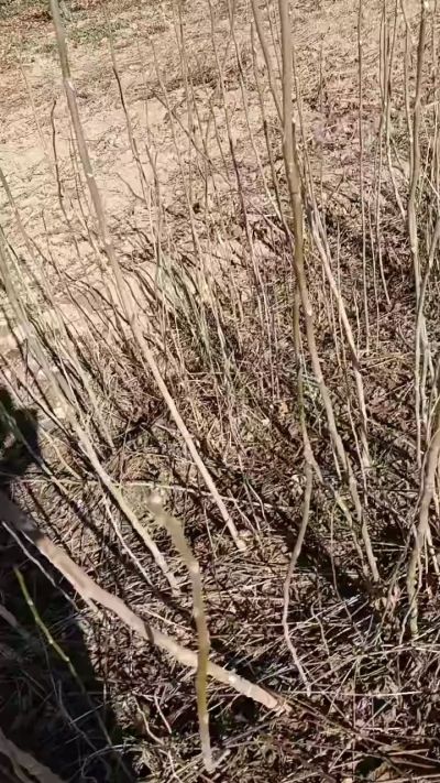 出售臭椿苗，巨峰葡萄苗。药用连翘苗，科研五号优质种苗，2/5年苗，药用连翘树，挂果树，全国包邮到家！财富密码18534302961