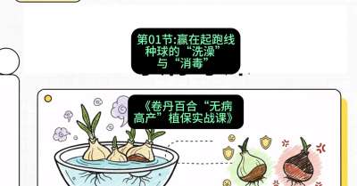 第01节：赢在起跑线&mdash;&mdash;种球的&ldquo;洗澡&rdquo;与&ldquo;消毒&rdquo;，课程：《卷丹百合&ldquo;无病高产&rdquo;植保实战课》#识农AI