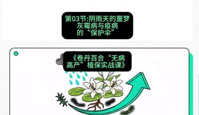 第03节：阴雨天的噩梦&mdash;&mdash;灰霉病与疫病的&ldquo;保护伞&rdquo;，课程：《卷丹百合&ldquo;无病高产&rdquo;植保实战课》#识农AI