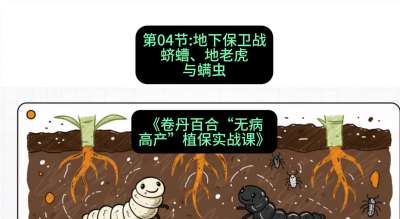 第04节：地下保卫战&mdash;&mdash;蛴螬、地老虎与螨虫 ，课程：《卷丹百合&ldquo;无病高产&rdquo;植保实战课》#识农AI