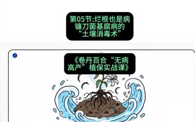 第05节：烂根也是病&mdash;&mdash;镰刀菌基腐病的&ldquo;土壤消毒术&rdquo; ，课程：《卷丹百合&ldquo;无病高产&rdquo;植保实战课》#识农AI