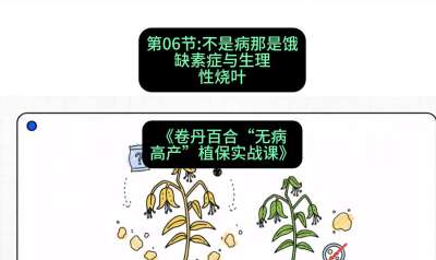 第06节：不是病那是饿&mdash;&mdash;缺素症与生理性烧叶 ，课程：《卷丹百合&ldquo;无病高产&rdquo;植保实战课》#识农AI