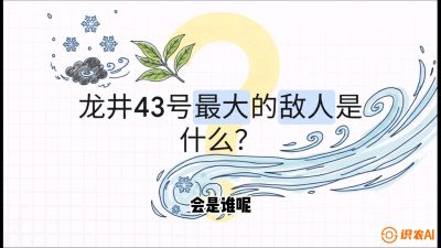 第04节：龙井双璧&mdash;&mdash;龙井43与群体种的差异化护养（重点），课程：《茗茶卫士&mdash;&mdash;茶叶病虫害绿色防控实战课》#识农AI