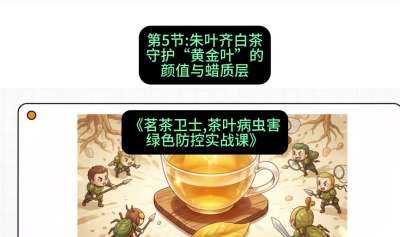 第05节：朱叶齐白茶&mdash;&mdash;守护&ldquo;黄金叶&rdquo;的颜值与蜡质层（重点），课程：《茗茶卫士&mdash;&mdash;茶叶病虫害绿色防控实战课》#识农AI