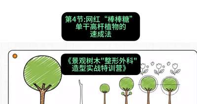 第04节：网红&ldquo;棒棒糖&rdquo;&mdash;&mdash;单干高杆植物的速成法，课程：《景观树木&ldquo;整形外科&rdquo;造型实战特训营》#识农AI
