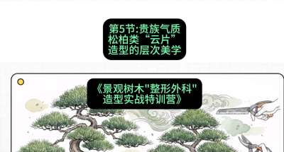 第05节：贵族气质&mdash;&mdash;松柏类&ldquo;云片&rdquo;造型的层次美学，课程：《景观树木&ldquo;整形外科&rdquo;造型实战特训营》#识农AI