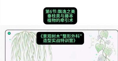 第06节：飘逸之美&mdash;&mdash;垂枝类与藤本植物的牵引术，课程：《景观树木&ldquo;整形外科&rdquo;造型实战特训营》#识农AI