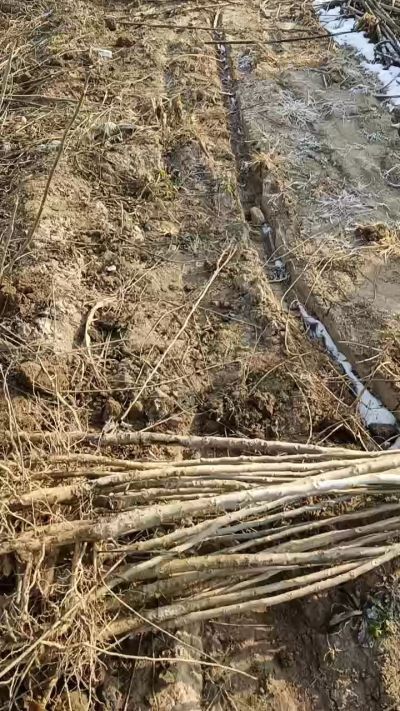 臭椿树苗，一年苗，需要联系18534302961