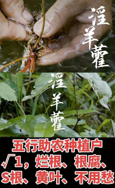 177，1907，0725，V 同号
1  老乡们！种淫羊藿不用乱买肥，咱这款专用肥，针对淫羊藿习性配的，壮苗防烂根，采收多卖钱，用过都回头！
2  咱种淫羊藿图的就是省心高产！专用肥薄肥勤施，苗不烧