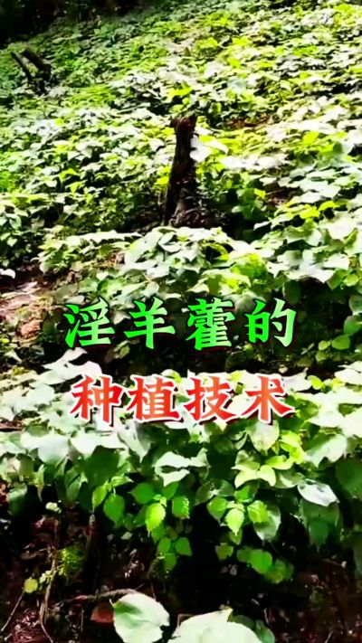 揭秘&ldquo;仙草&rdquo;淫羊藿的种植密码！耐严寒耐贫瘠，林下套种不占耕地，管理简单还能套种其他作物，一亩地的投入两亩地的收益～ 想返乡创业的赶紧码住！ #淫羊藿种植技术 #返乡创业项目 #药材种植指南 #农业新风