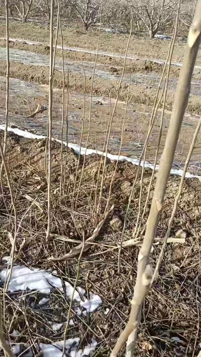 臭椿苗，一年苗，需要联系我，全国包邮到家。18534302961