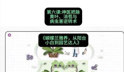 第六节：神医把脉：黄叶、消苞与病虫害逆转术，课程：《蝴蝶兰雅养六讲：从阳台小白到园艺达人》#识农AI