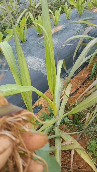 黑甘蔗种植下去，三个月。第一次追肥，