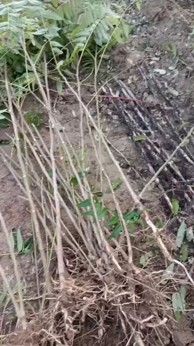 出售臭椿苗，巨峰葡萄苗。药用连翘苗，科研五号优质种苗，2/5年苗，药用连翘树，挂果树，全国包邮到家！财富密码18534302961